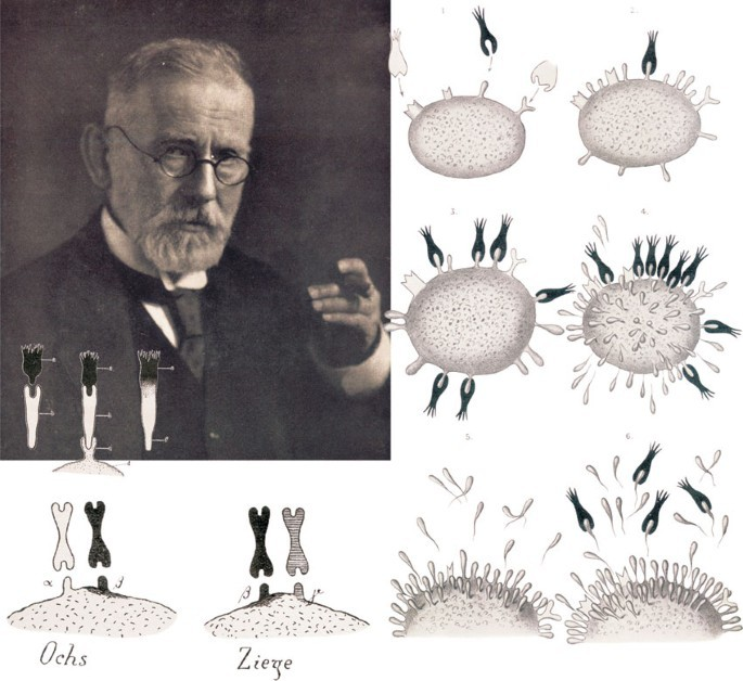 Paul Ehrlich and the Discovery of Granulocytes: Pioneering Immunology