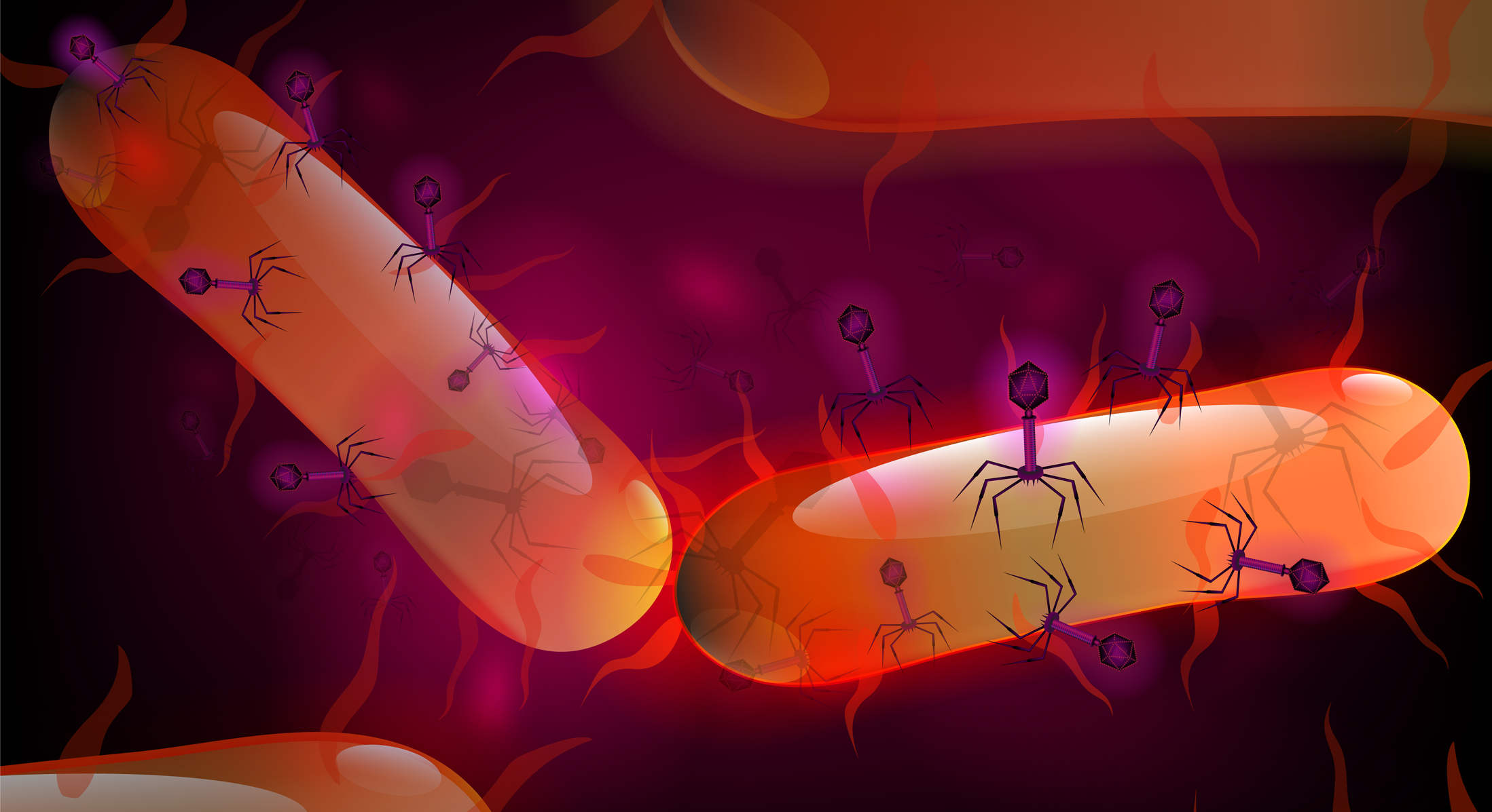 Dr. Interested Blog: Phages in Your Gut: The Invisible Viruses That Shape Your Health - Healthcare education for high school students